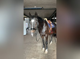 Belgisches Warmblut, Stute, 20 Jahre, 168 cm, Dunkelbrauner