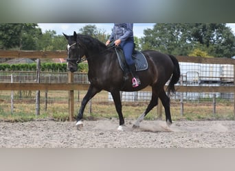 Belgisches Warmblut, Stute, 20 Jahre, 168 cm, Dunkelbrauner
