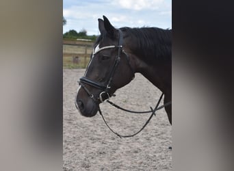 Belgisches Warmblut, Stute, 20 Jahre, 168 cm, Dunkelbrauner