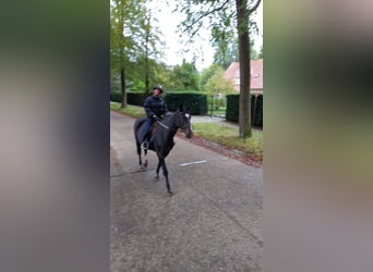 Belgisches Warmblut, Stute, 20 Jahre, 168 cm, Dunkelbrauner