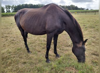 Belgisches Warmblut, Stute, 21 Jahre, 170 cm, Rappe