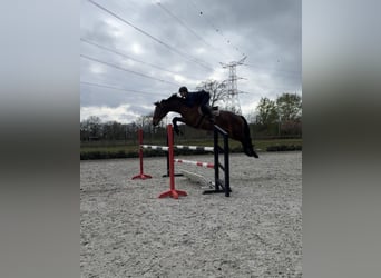 Belgisches Warmblut, Stute, 21 Jahre, Brauner