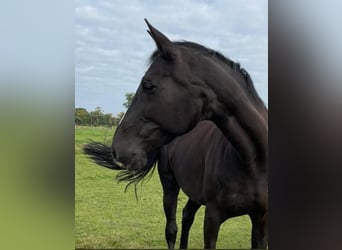 Belgisches Warmblut, Stute, 22 Jahre, 172 cm, Rappe