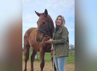 Belgisches Warmblut, Stute, 2 Jahre, 167 cm, Dunkelfuchs