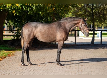 Belgisches Warmblut, Stute, 2 Jahre, 167 cm, Schimmel