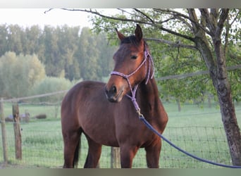 Belgisches Warmblut, Stute, 2 Jahre, 170 cm, Brauner