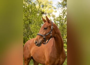 Belgisches Warmblut, Stute, 2 Jahre, 170 cm, Fuchs