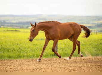 Belgisches Warmblut, Stute, 2 Jahre, 170 cm, Fuchs
