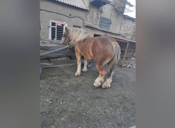 Belgisches Warmblut Mix, Stute, 2 Jahre, Dunkelbrauner