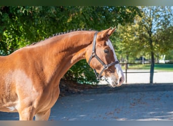 Belgisches Warmblut, Stute, 3 Jahre, 156 cm, Brauner
