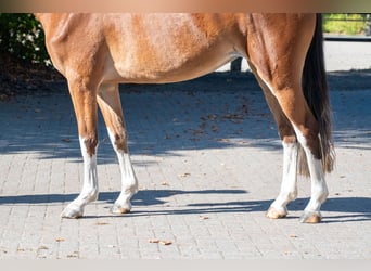 Belgisches Warmblut, Stute, 3 Jahre, 156 cm, Brauner