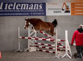 Belgisches Warmblut, Stute, 3 Jahre, 156 cm, Brauner