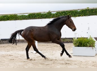 Belgisches Warmblut, Stute, 3 Jahre, 158 cm, Dunkelbrauner Belgisches Warmblut, Stute, 3 Jahre, 158 cm, Dunkelbrauner