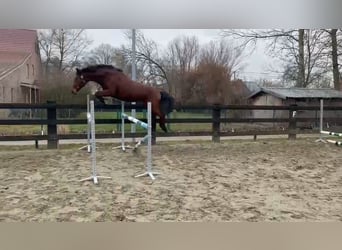 Belgisches Warmblut, Stute, 3 Jahre, 158 cm