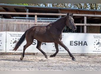 Belgisches Warmblut, Stute, 3 Jahre, 160 cm