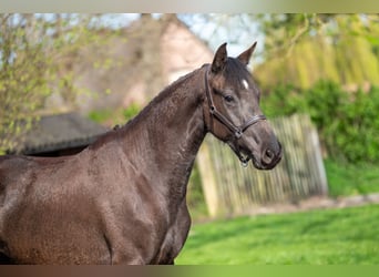 Belgisches Warmblut, Stute, 3 Jahre, 160 cm