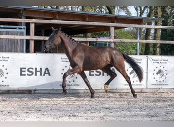 Belgisches Warmblut, Stute, 3 Jahre, 160 cm