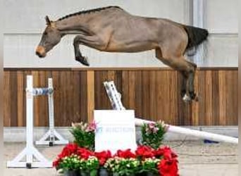 Belgisches Warmblut, Stute, 3 Jahre, 160 cm, Rotbrauner