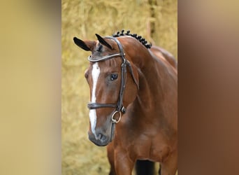 Belgisches Warmblut, Stute, 3 Jahre, 162 cm, Brauner