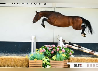 Belgisches Warmblut, Stute, 3 Jahre, 162 cm, Brauner