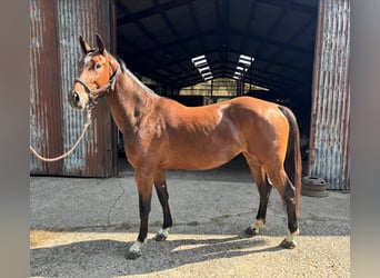 Belgisches Warmblut, Stute, 3 Jahre, 163 cm, Brauner