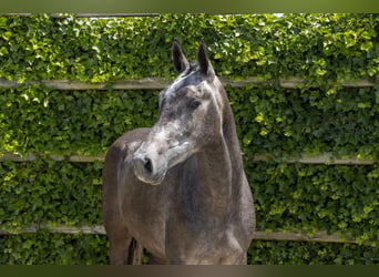 Belgisches Warmblut, Stute, 3 Jahre, 163 cm, Schimmel