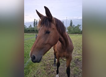 Belgisches Warmblut, Stute, 3 Jahre, 165 cm, Brauner
