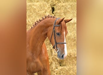 Belgisches Warmblut, Stute, 3 Jahre, 165 cm, Fuchs