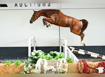 Belgisches Warmblut, Stute, 3 Jahre, 165 cm, Fuchs