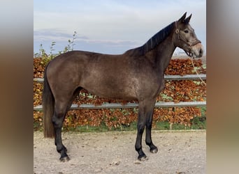 Belgisches Warmblut, Stute, 3 Jahre, 165 cm, Schimmel
