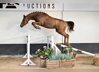 Belgisches Warmblut, Stute, 3 Jahre, 165 cm