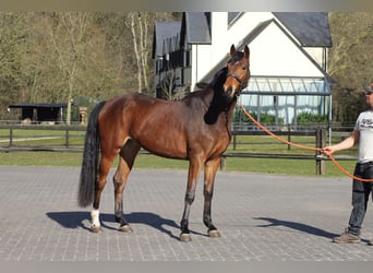 Belgisches Warmblut, Stute, 3 Jahre, 166 cm, Brauner