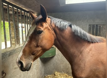 Belgisches Warmblut, Stute, 3 Jahre, 166 cm, Brauner
