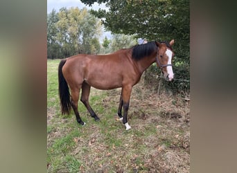 Belgisches Warmblut, Stute, 3 Jahre, 166 cm, Brauner