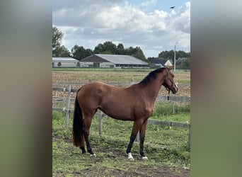 Belgisches Warmblut, Stute, 3 Jahre, 166 cm, Brauner