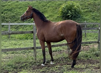 Belgisches Warmblut, Stute, 3 Jahre, 166 cm, Brauner