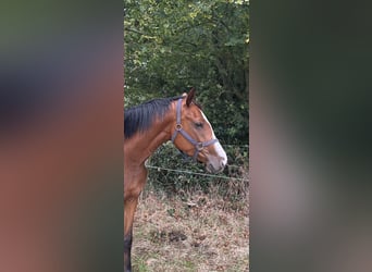 Belgisches Warmblut, Stute, 3 Jahre, 166 cm, Brauner