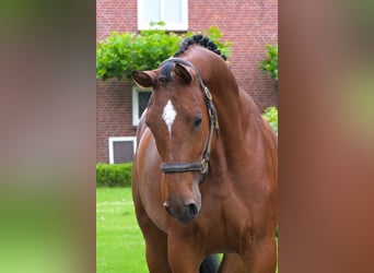 Belgisches Warmblut, Stute, 3 Jahre, 167 cm, Brauner