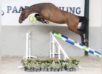 Belgisches Warmblut, Stute, 3 Jahre, 167 cm, Brauner