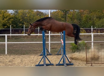 Belgisches Warmblut, Stute, 3 Jahre, 167 cm, Brauner