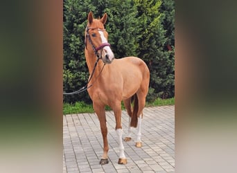 Belgisches Warmblut, Stute, 3 Jahre, 167 cm, Fuchs