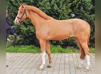 Belgisches Warmblut, Stute, 3 Jahre, 167 cm, Fuchs