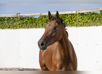 Belgisches Warmblut, Stute, 3 Jahre, 168 cm, Brauner