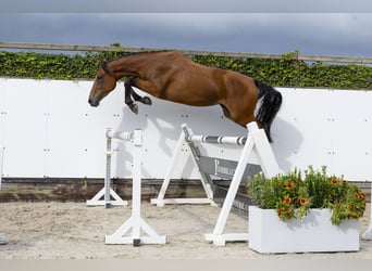 Belgisches Warmblut, Stute, 3 Jahre, 168 cm, Brauner