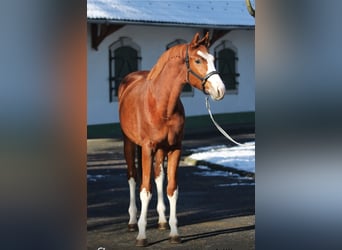 Belgisches Warmblut, Stute, 3 Jahre, 168 cm, Fuchs