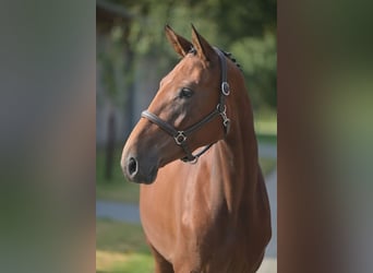 Belgisches Warmblut, Stute, 3 Jahre, 168 cm, Rotbrauner
