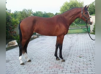 Belgisches Warmblut, Stute, 3 Jahre, 170 cm, Brauner