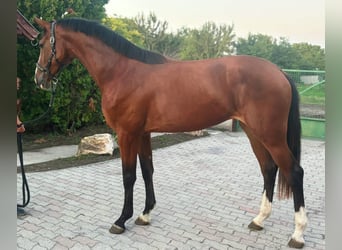 Belgisches Warmblut, Stute, 3 Jahre, 170 cm, Brauner Belgisches Warmblut, Stute, 3 Jahre, 170 cm, Brauner