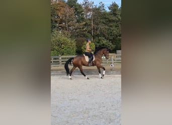 Belgisches Warmblut, Stute, 3 Jahre, 172 cm, Brauner