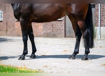 Belgisches Warmblut, Stute, 3 Jahre, Dunkelbrauner